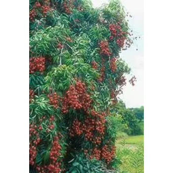 Fresh Litchi Plant